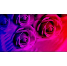 Алмазная мозаика 'Пурпурные розы', 30*40см, без по